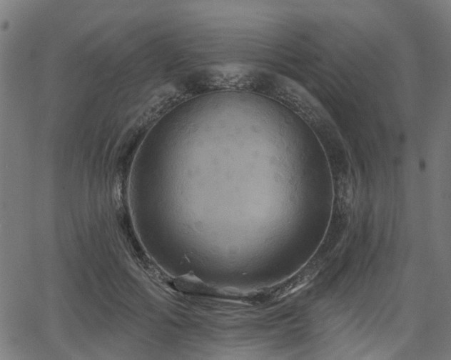 X0000066010602200603061259