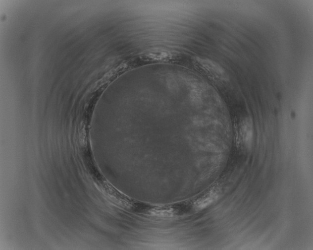 X0000066010606200603061259