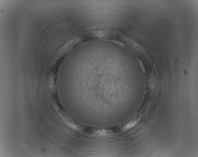 X0000066010611200603061259