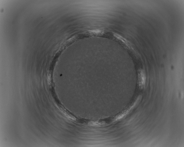 X0000066010613200603061259