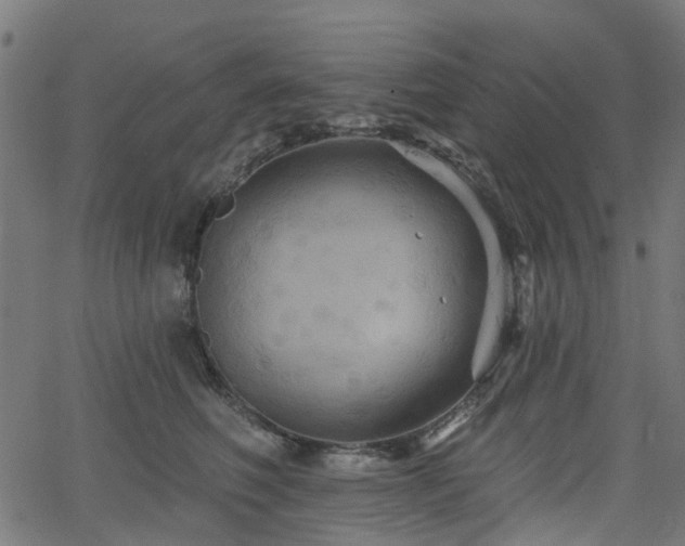 X0000066010614200603061259