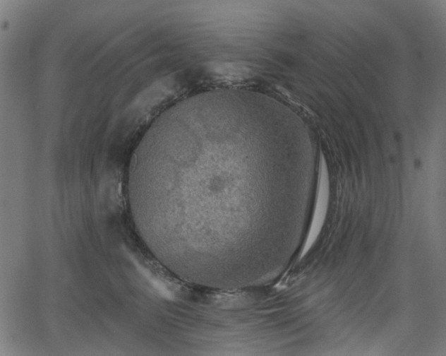 X0000066010615200603061259