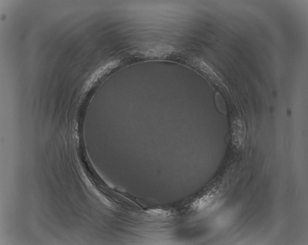 X0000066010634200603061258