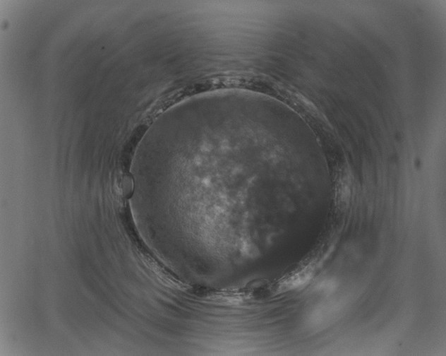 X0000066010661200603061259