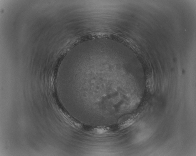 X0000066010662200603061259