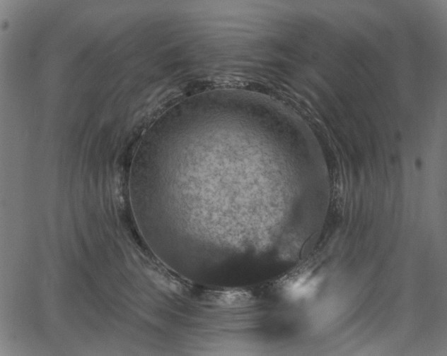 X0000066010663200603061259