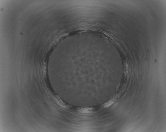 X0000066010664200603061259