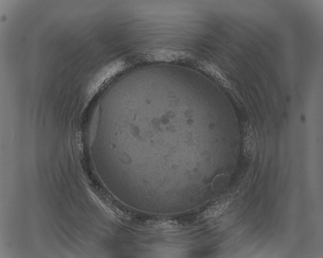 X0000066010683200603061258