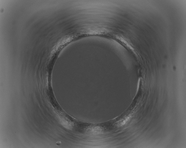 X0000066010685200603061258