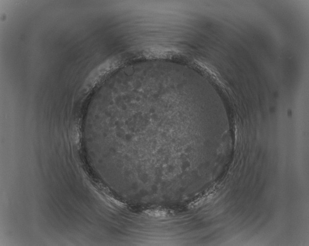 X0000066010687200603061258