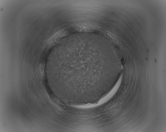 X0000066010695200603061258