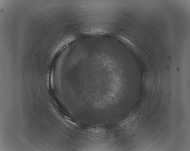 X0000066010735200603061257