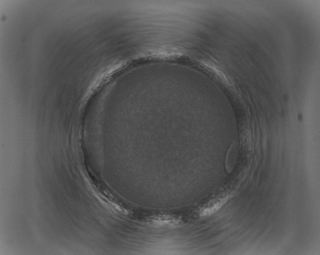 X0000066010736200603061257