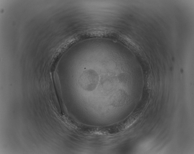 X0000066010737200603061257