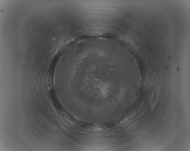 X0000066010743200603061257