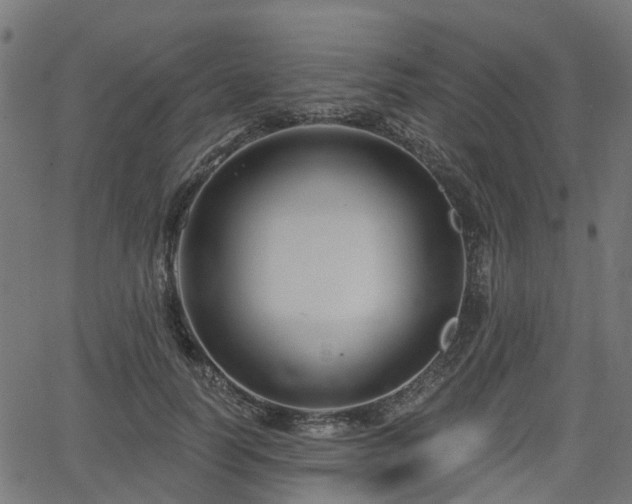 X0000066010746200603061257