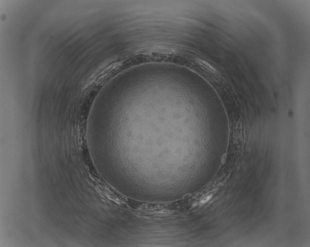 X0000066010774200603061256