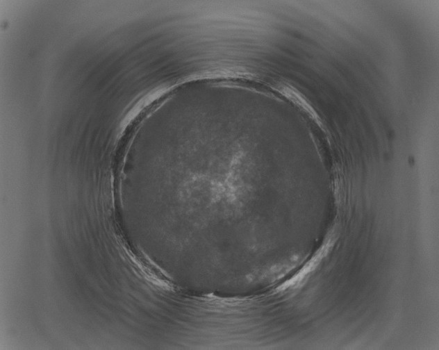 X0000066010781200603061256