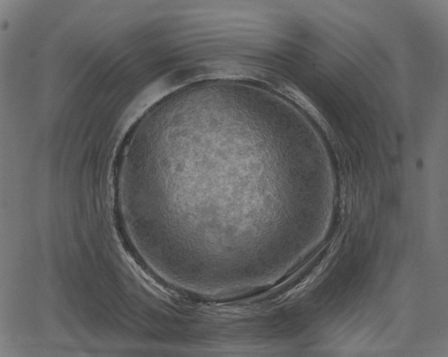 X0000066010787200603061256