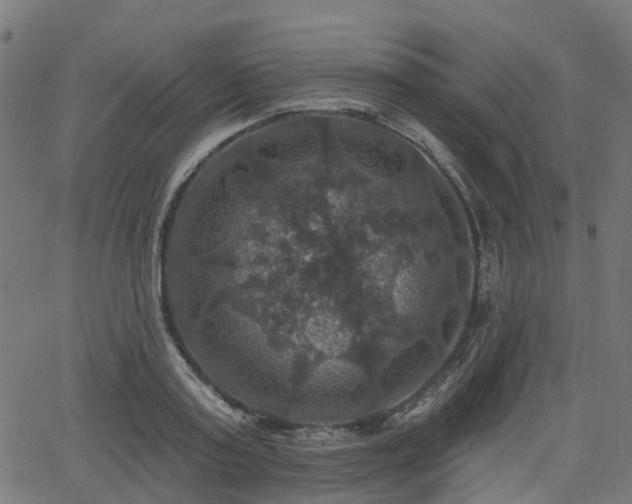 X0000066010795200603061256