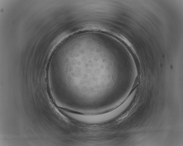 X0000066010799200603061256