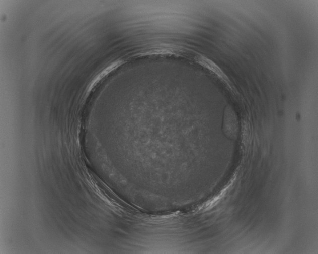 X0000066010826200603061255