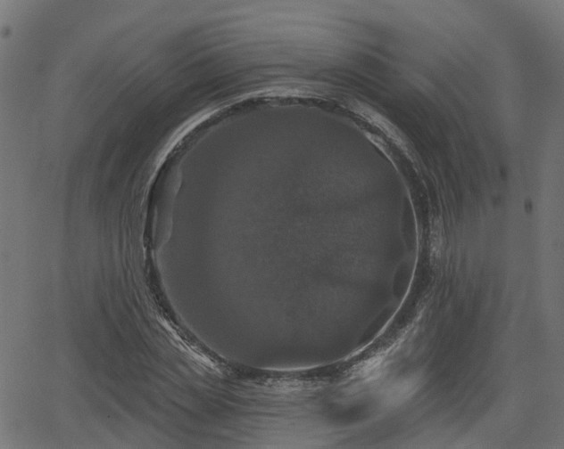 X0000066010829200603061255