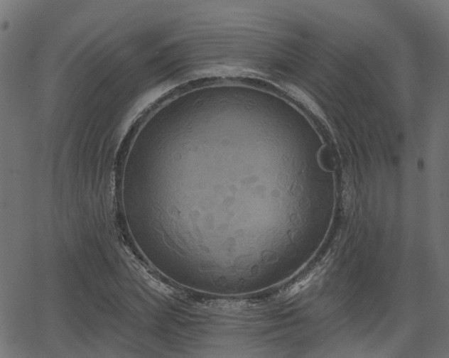 X0000066010831200603061255