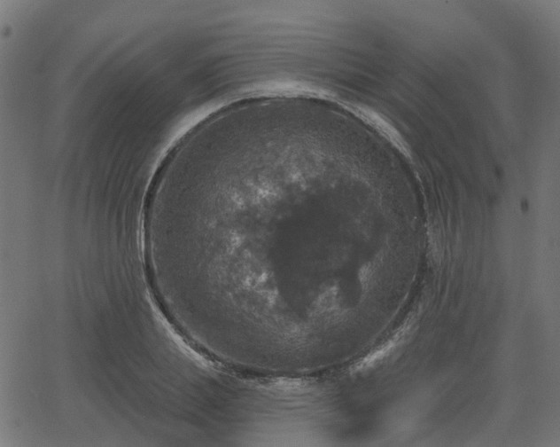 X0000066010839200603061255