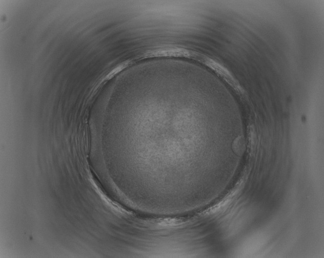 X0000066010841200603061255