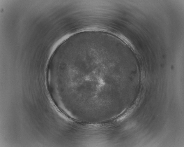 X0000066010854200603061255