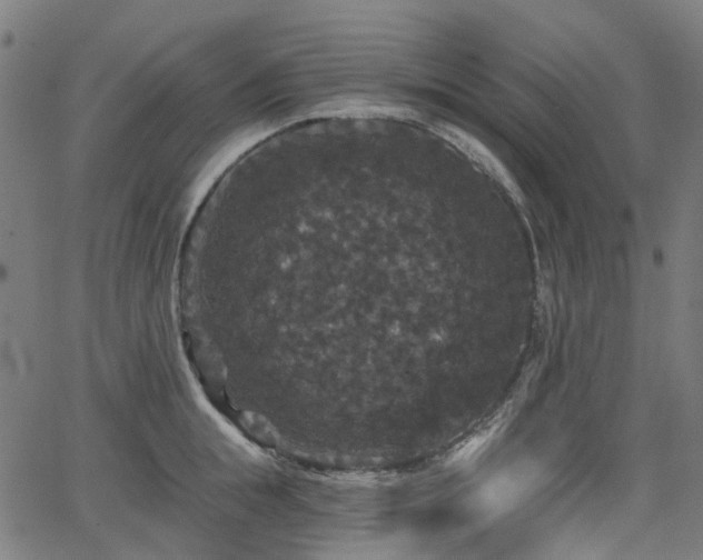 X0000066010855200603061255