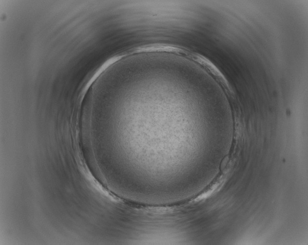 X0000066010860200603061256