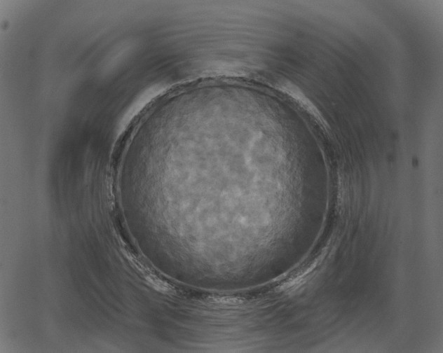 X0000066010878200603061255