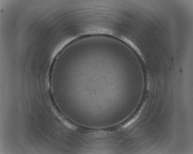 X0000066010885200603061254