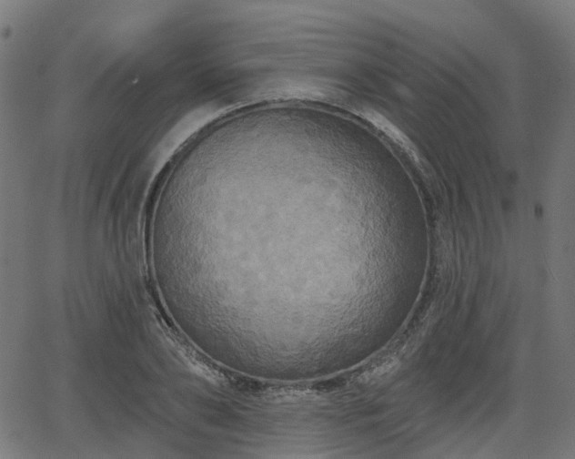 X0000066010886200603061254