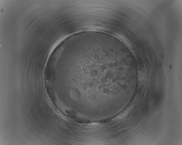 X0000066010891200603061254