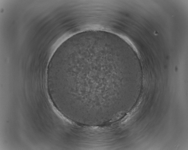 X0000066010903200603061254