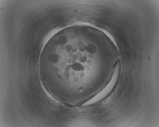 X0000066010911200603061254