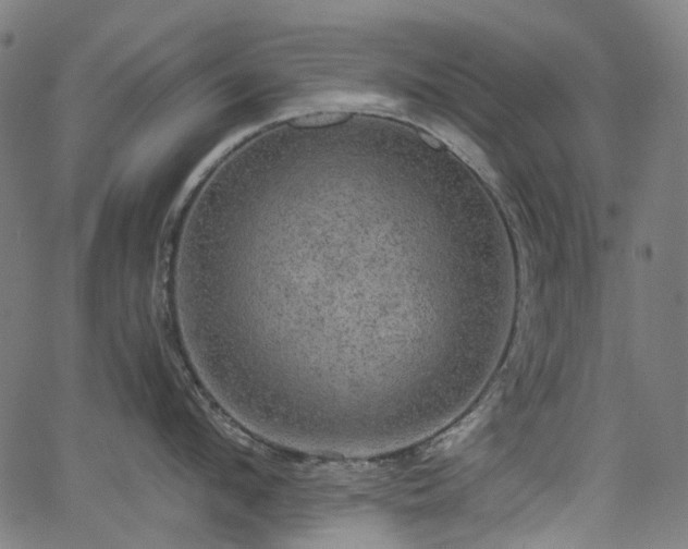 X0000066010912200603061254