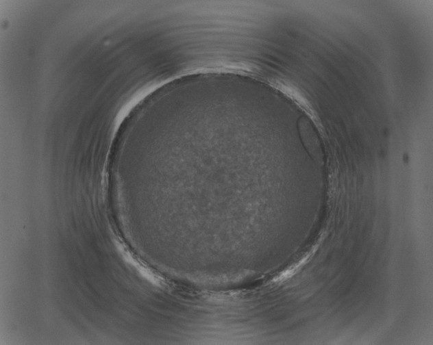 X0000066010928200603061254