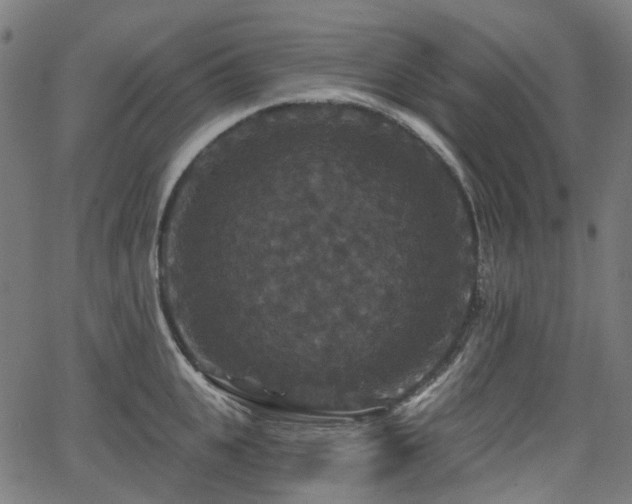 X0000066010951200603061254