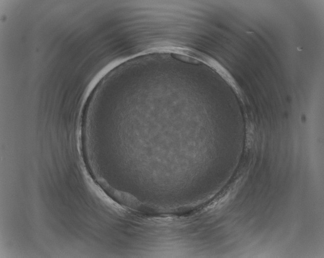 X0000066010955200603061254