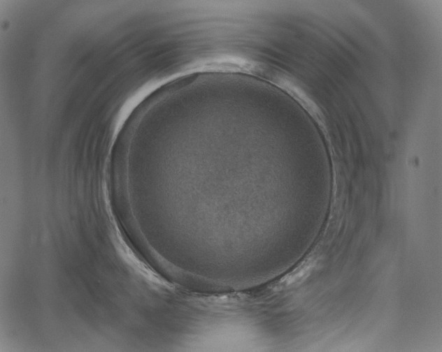 X0000066010960200603061254