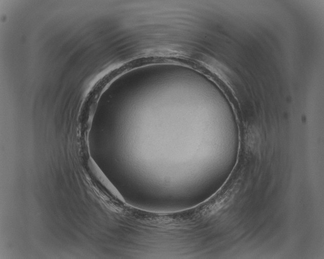 X0000066010971200603061253