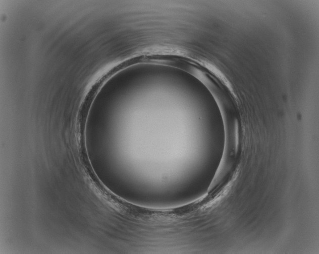 X0000066010981200603061253