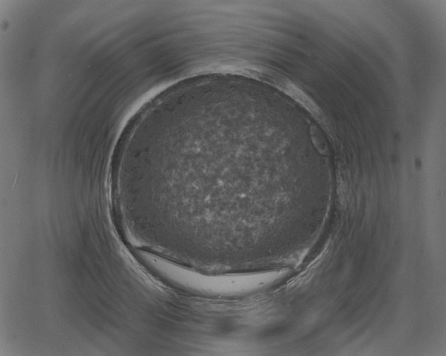 X0000066011028200603061252