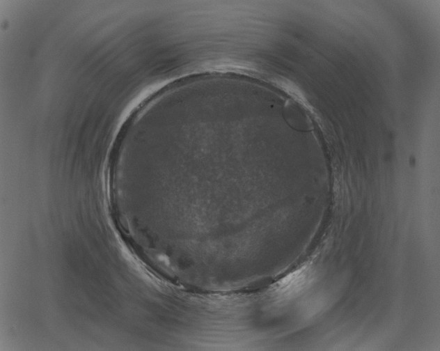 X0000066011032200603061252