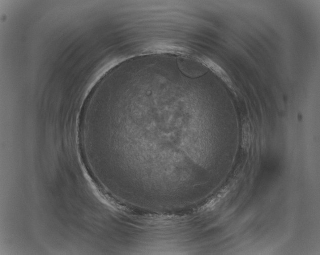 X0000066011039200603061252