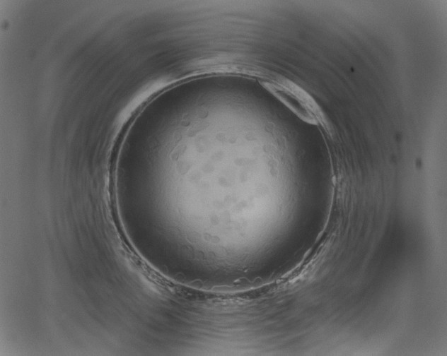 X0000066011051200603061252